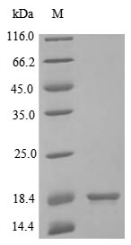 SDS-PAGE- Recombinant protein Human IL2