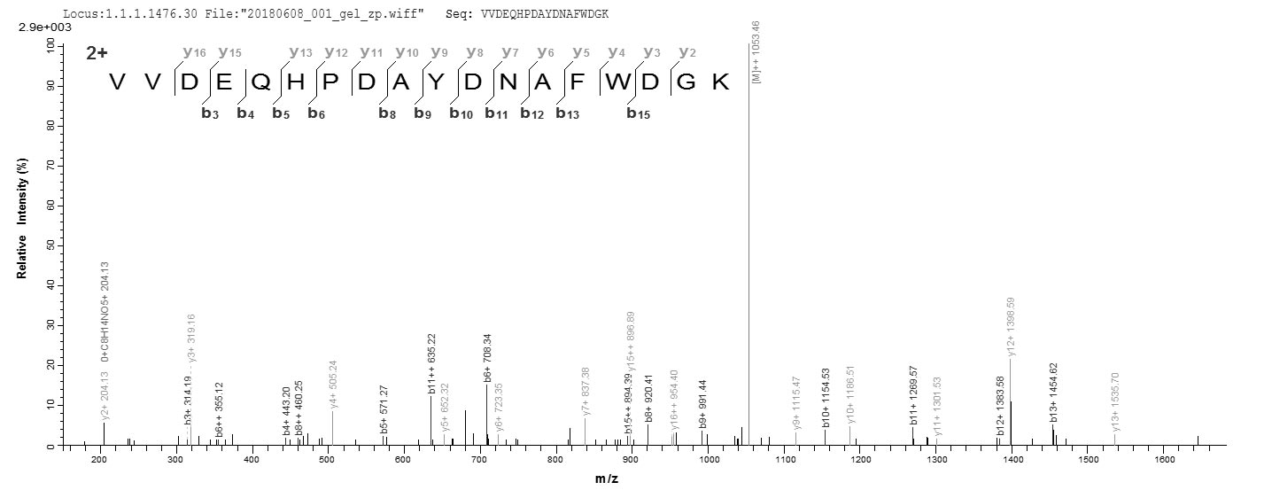 LC-MS Analysis 1- Recombinant protein Enterococcus gelE