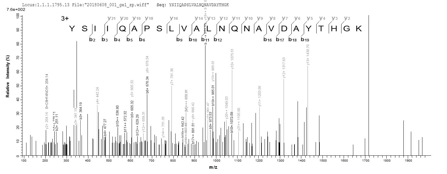 LC-MS Analysis 2- Recombinant protein Enterococcus gelE