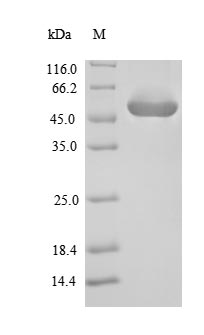 SDS-PAGE- Recombinant protein Enterococcus gelE