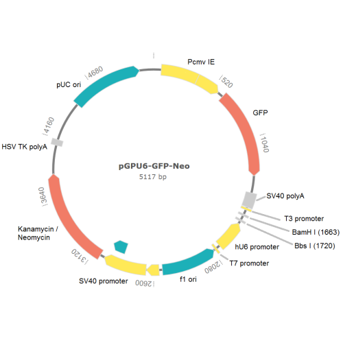 Rat F9 shRNA Plasmid Plasmid map (pGPU6/GFP/Neo).