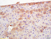 Adiponectin staining in mouse liver. Formalin-fixed paraffin-embedded mouse liver tissue is stained with Adiponectin Antibody (Cat. No. 250458) used at a 1:200 dilution.