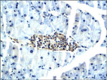 Adiponectin Receptor 2 staining in mouse pancreas. Paraffin-embedded mouse pancreas is stained with Adiponectin Receptor 2 Antibody (Cat. No. 250477) used at 1:200 dilution. 