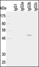 The rat IgG2b Antibody is used in Western blot to detect purified rat IgG2b. The antibody does not recognize purified IgG1 IgG2a and IgG2c.