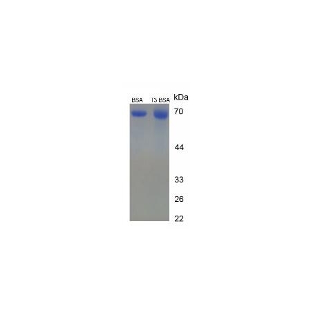 SDS-PAGE