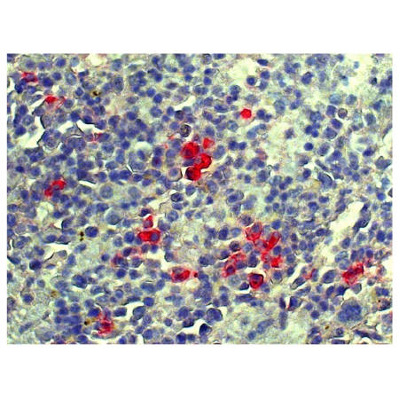 Paraffin embedded mouse spleen section