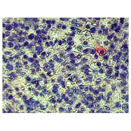 Paraffin embedded mouse spleen section