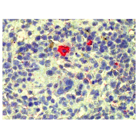 Paraffin embedded mouse spleen section