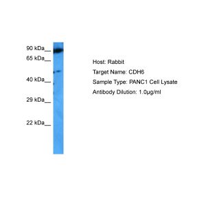 Human PANC1 Whole Cell