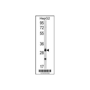 HepG2
