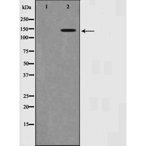 NIH-3T3 whole cell lysates