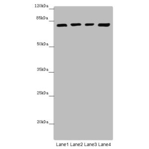Mouse kidney tissue, Mouse liver tissueLane 3 K562 whole cell lysate, Hela whole cell lysate