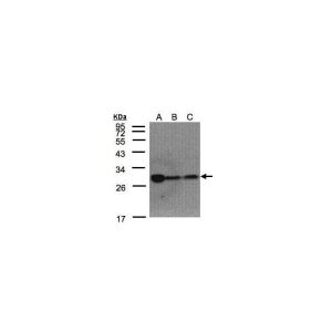 293T, A431, H1299