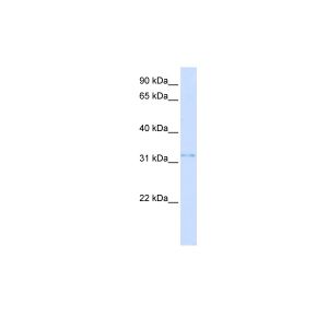 Human 293T