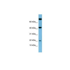 Human Small Intestine