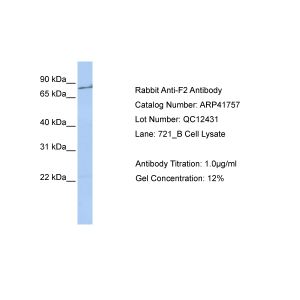 Human 721_B