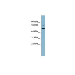 Human NCI-H226