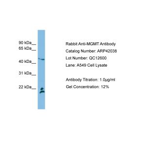Human A549 Whole Cell