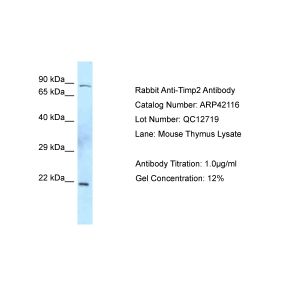 Mouse Thymus
