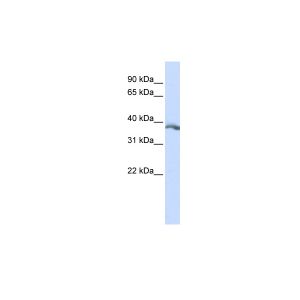 Human HepG2