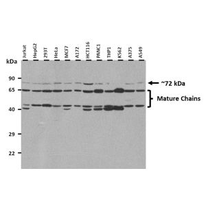 Western Blot