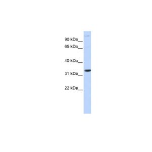 Human Muscle 
