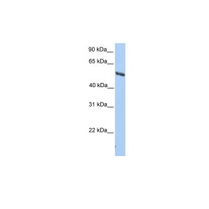 Human HepG2