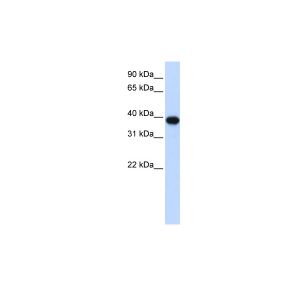 Human HEK293T