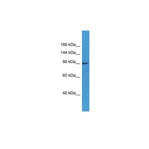 Human THP-1