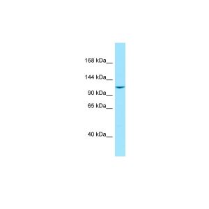 Human THP-1