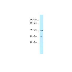 Human 721_B
