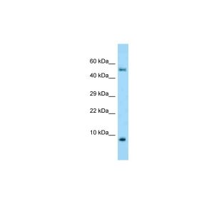 Human Fetal Lung