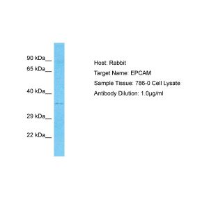 Human 786-0 Whole Cell