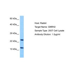 Human 293T Whole Cell