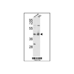 mouse liver and 293