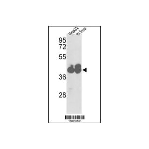 HepG2 and mouse liver