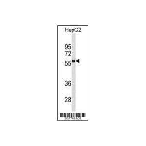 HepG2 