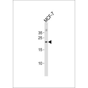 MCF-7 cell