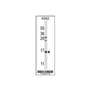 K562