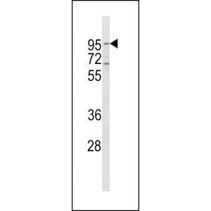 Hela cell