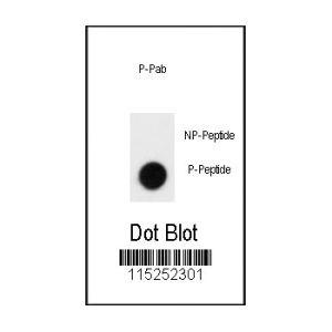 Phospho-peptide, non-phospho-peptide