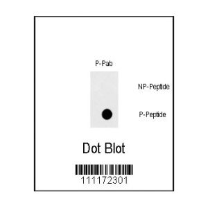 Phospho-peptide, non-phospho-peptide