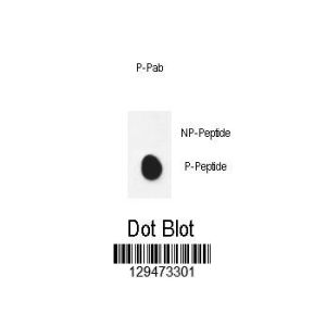 Phospho-peptide, non-phospho-peptide