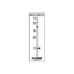 MDA-MB231
