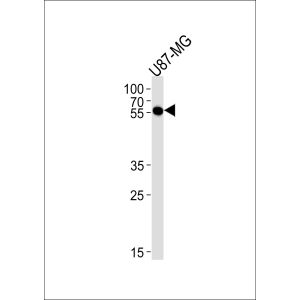 U87-MG cell line lysates (35ug/lane)
