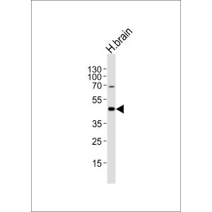 Human brain tissue lysate