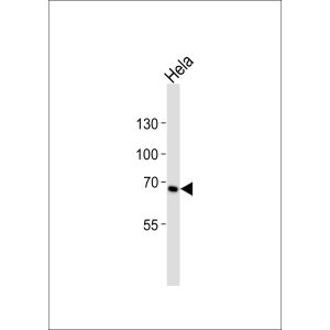 Hela cell line