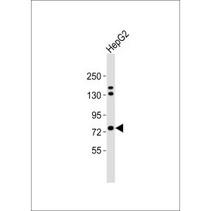 HepG2 whole cell lysates