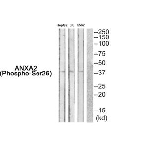 HepG2