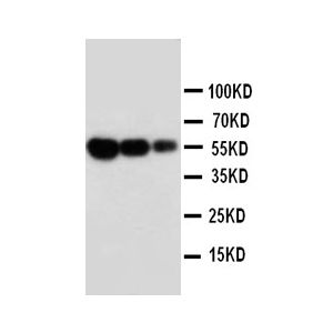 Recombinant Mouse FAS